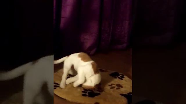 Funny Jack Russell flips around смотреть онлайн