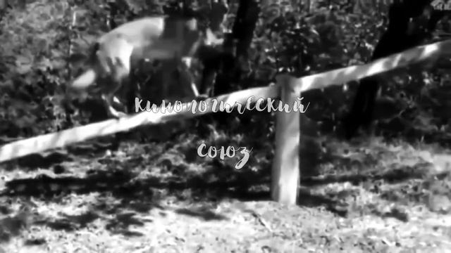 кинология как образ жизни смотреть онлайн