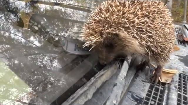 hedgehog смотреть онлайн