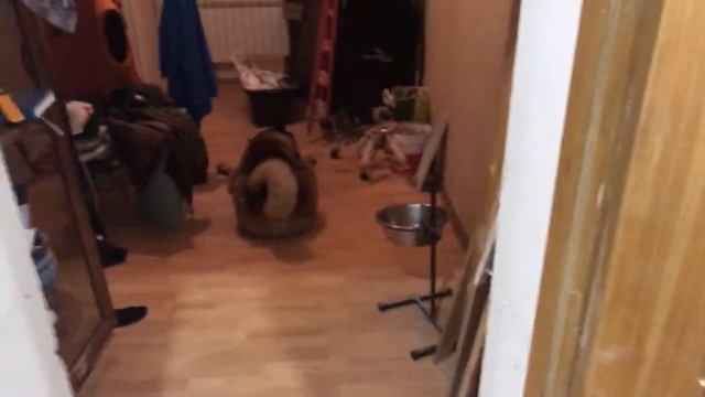 Акита дома смотреть онлайн