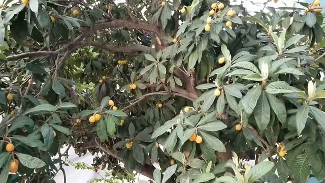 Как растет мушмула смотреть онлайн