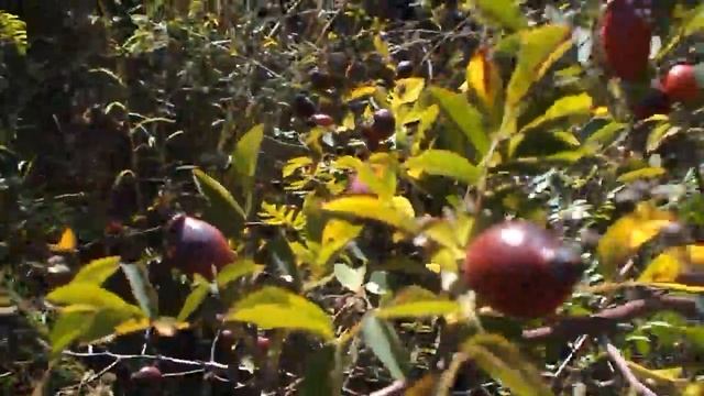 футаж плоды шиповник DSCN0051 смотреть онлайн