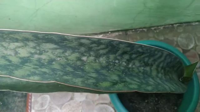 Sansevieria Raffilii Var. Glauca