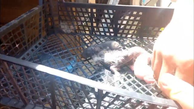 окрол кролихи, и обзор на новые клетки смотреть онлайн