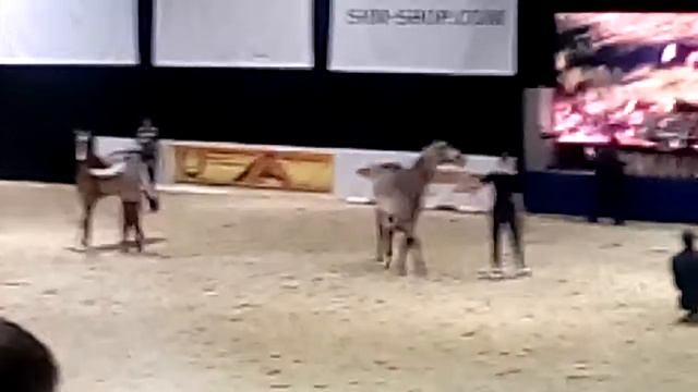 18- я международная конная выставка "Эквирос" в парке Сокольники смотреть онлайн