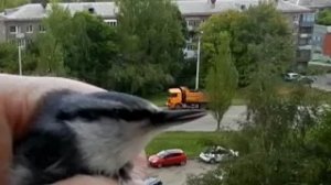 Птичка-невеличка залетела в дом, испугалась птичка находиться в нём.