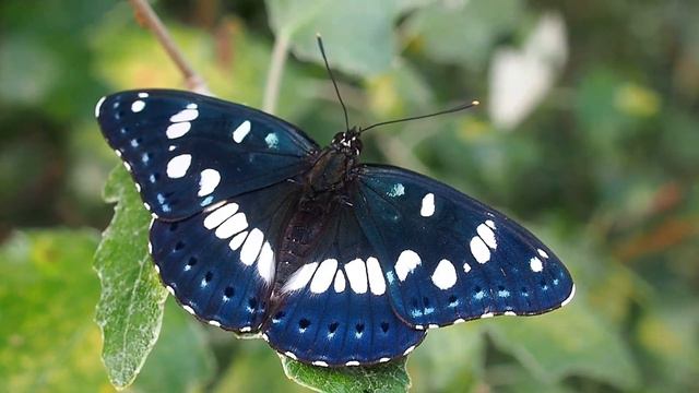 Papillon Sylvain azuré (Limenitis reducta) смотреть онлайн