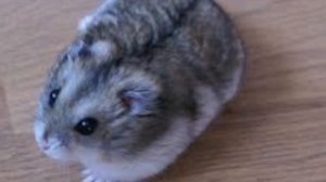 Весёлая песенка про хомячка