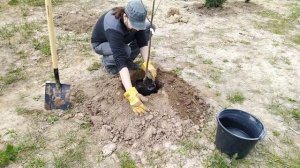 Посадка саженцев при высоком уровне грунтовых вод.