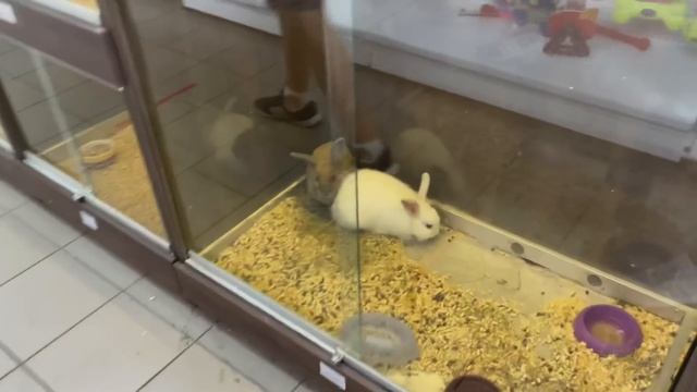 Покупки из Fix Price для крыс ? смотреть онлайн