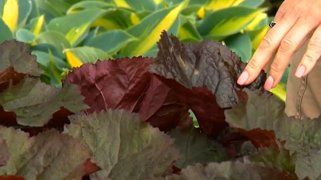 Цветы для тени смотреть онлайн