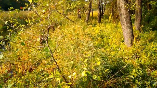 Одиночный поход к Мостищенскому лабиринту. Октябрь 2020. Краткий видеоотчёт смотреть онлайн