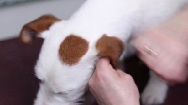 Trimming and striping Jack Russell Terrier