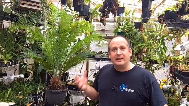 SAGO PALM HOUSE PLANT CYCAD CARE: MY TIPS AND TRICKS TO CARE FOR SAGO PALMS смотреть онлайн