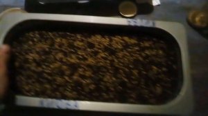 Сеем ежевику киову из семян