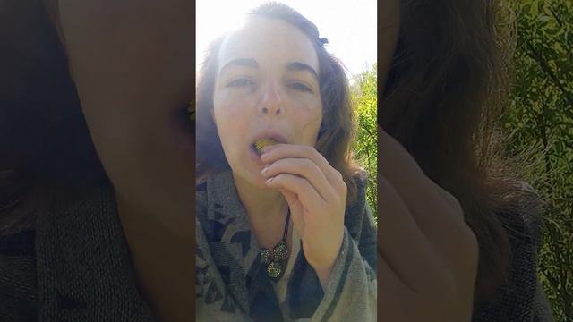 Кульбаба. Цінні властивості смотреть онлайн