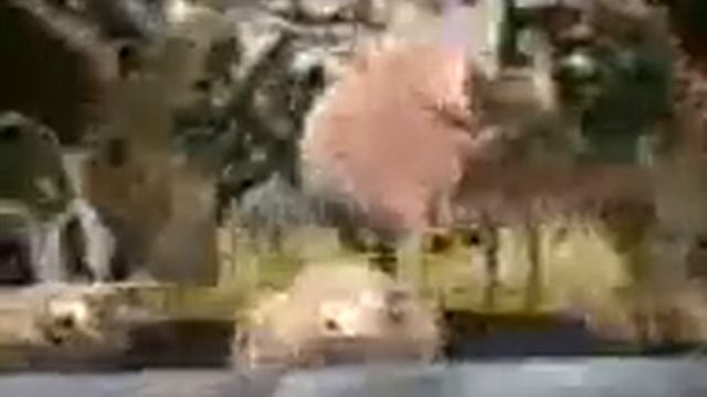 Поросята смотреть онлайн