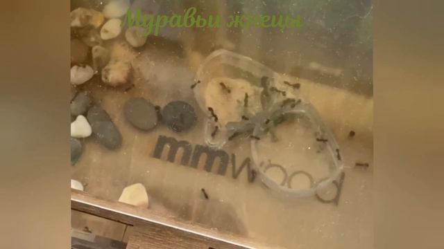 Подселение муравья из одной колонии к другой.