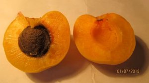 Абрикос Полесский крупноплодный