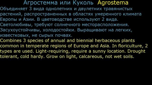 #Авран #Агапантус #Агростемма #Аденофора Цветы садовые5 Декоративные растения смотреть онлайн