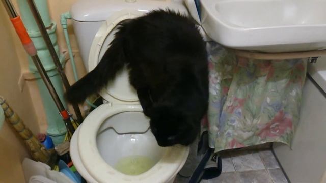 Кот писает в унитаз, Clever Cat