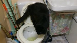 Кот писает в унитаз, Clever cat