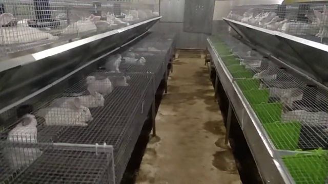 09.08.20 Клетки для кроликов. Кроликоферма Лидан. Кролиководство промышленное кролики сотрудничеств смотреть онлайн