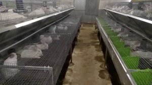 09.08.20 Клетки для кроликов. Кроликоферма Лидан. Кролиководство промышленное кролики сотрудничеств