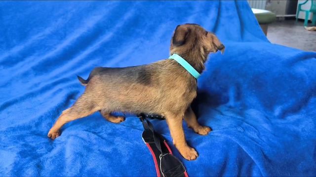 #щенок #птибрабансон #crystaldream Хрустальная мечта Лайт май фаер +79261148915 смотреть онлайн