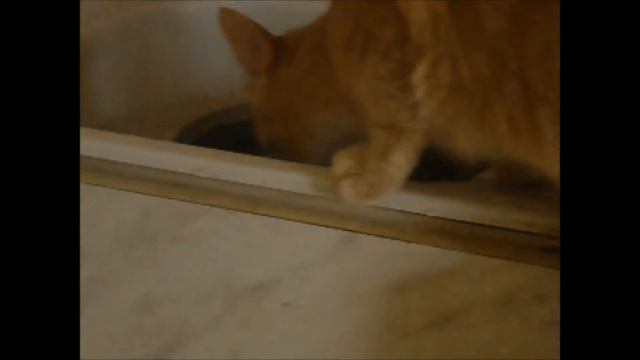 Кот-рыбак. Рыбалка на кухне) Cat Fisher смотреть онлайн