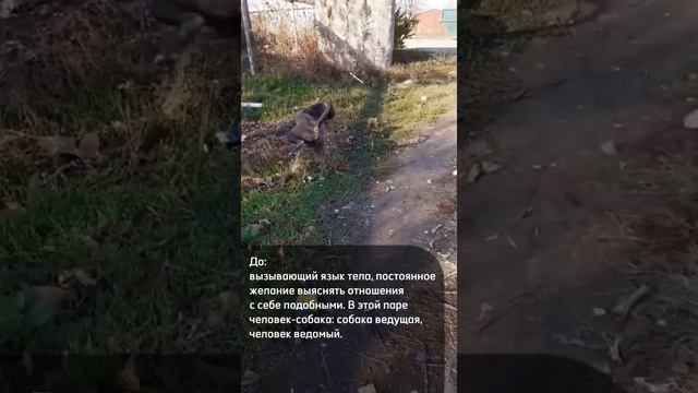 Вызывающий язык тела при встрече с другими собаками был до обучения в Школе Антуана смотреть онлайн