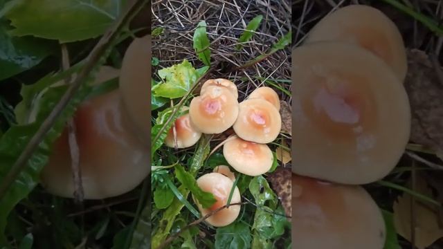 Ложноопëнок серно-жëлтый. Ядовитая красота... смотреть онлайн