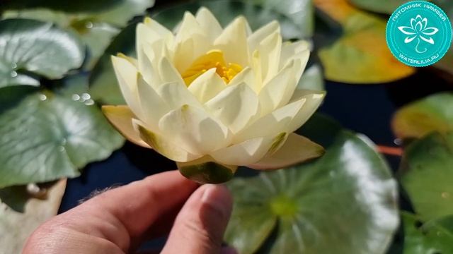 Нимфея WLK Yellow Grail (кувшинка WLK Желтый Грааль) селекционер Хох Константин, waterlilia.ru 2021 смотреть онлайн