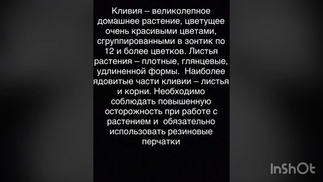 10 самые ядовитые и опасные комнатные цветы смотреть онлайн