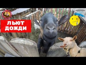Льют дожди,передаю  приветы  от зрителя каналу Свиньи как бизнес