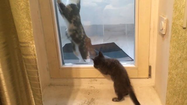 Фиса и Лола