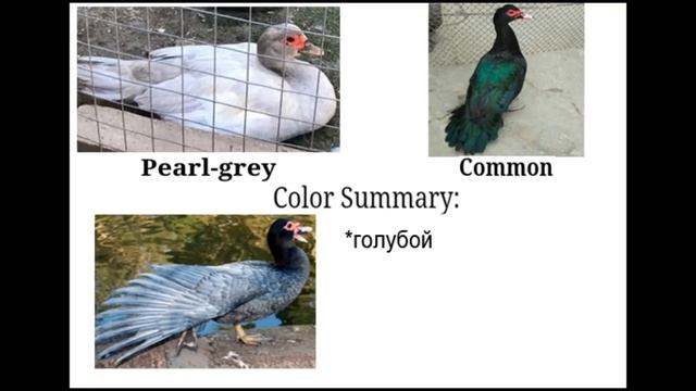 КАЛЬКУЛЯТОР ЦВЕТОВ МУСКУСНОЙ УТКИ