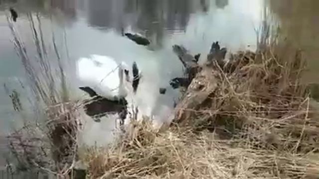 домашний лебедь смотреть онлайн
