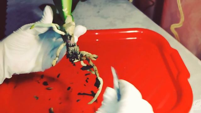 ОБРАБОТКА И ПЕРЕСАДКА ОРХИДЕИ ПОСЛЕ ПОКУПКИ. смотреть онлайн