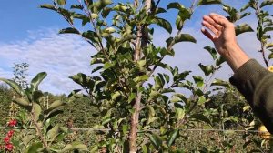 Производный многих сортов яблок, легенда - Голден Делишес.