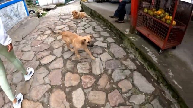 ?? Abenteuer Bogota. Großstadtdschungel im Herzen Kolumbiens смотреть онлайн