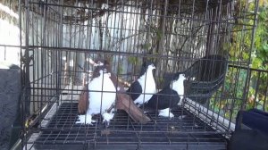 УФИМСКИЕ СПАРТАКИ РИНАТА ШАКИРОВА,