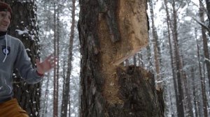 Валка дерева топором. Gransfors Scandinavian Forest Axe.