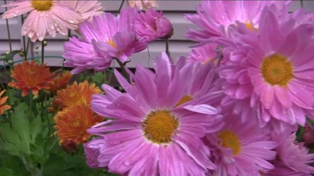 Отец. Песни под гитару. Виталий Рыжинский. Автор исполнитель. смотреть онлайн