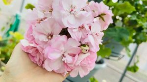 Пеларгония Ю Ася #пеларгонии