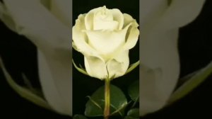 Мавлид на аварском языке