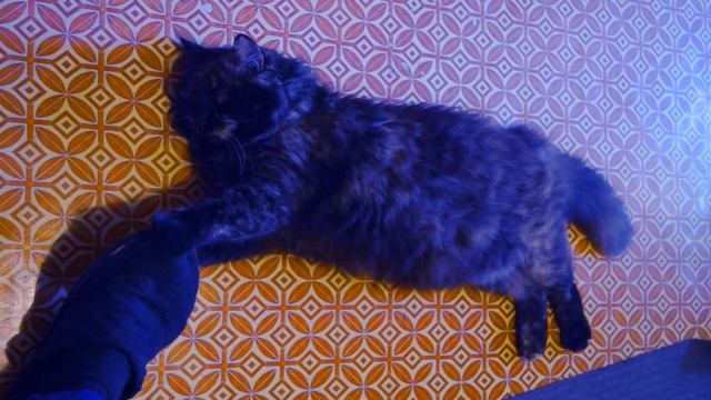 Турзучу кошку, снято на Sony SLT-A65 + Sony SAL 30M28 смотреть онлайн