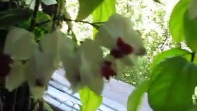 Цветок расцвел. Черемуха за окном. смотреть онлайн