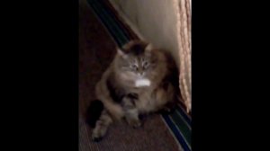 Omae Wa Mou Shindeiru (Омаева мо шиндейру)