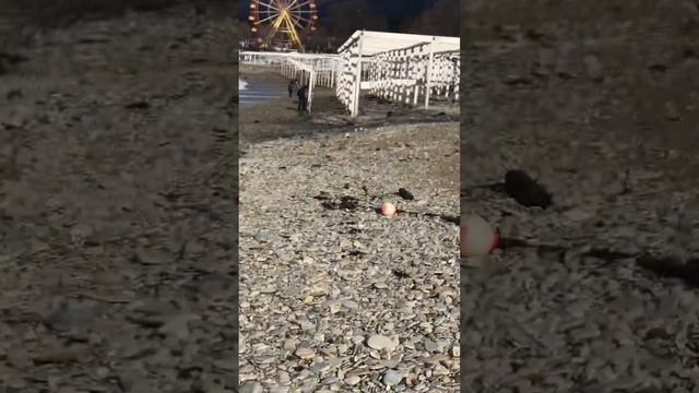 Искатели золота ,после вчерашнего шторма не теряются… смотреть онлайн